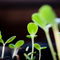 Rf-beginnings-dirt-green-new-life-seedlings-var777