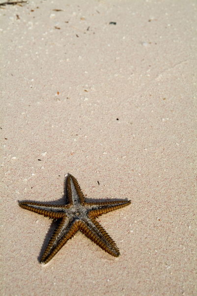 Rf-cuba-sand-sealife-starfish-cub0548