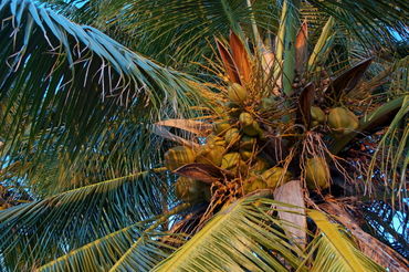 Rf-coconuts-growth-leaves-maldives-palms-tree-mld0241