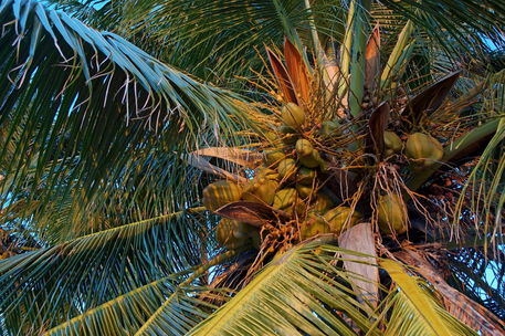 Rf-coconuts-growth-leaves-maldives-palms-tree-mld0241
