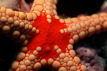Bright red Noduled Sea Star (Fromi nodosa) by Sami Sarkis Photography