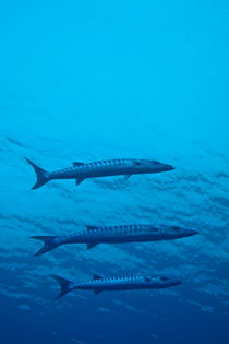 Three Great Barracuda (Sphyraena barracuda) swimming in blue waters von Sami Sarkis Photography