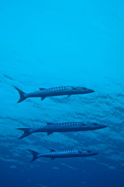 Rf-great-barracuda-sealife-underwater-uwmld0409