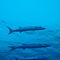 Rf-great-barracuda-sealife-underwater-uwmld0409