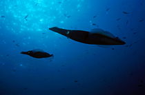 Two Common Squid (Loligo vulgaris) swimming in dark waters by Sami Sarkis Photography