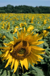 Sunflowers in field during summer von Sami Sarkis Photography