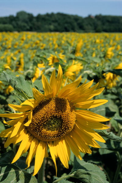 Rm-france-summer-sunflower-field-lds283