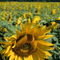 Rm-france-summer-sunflower-field-lds283