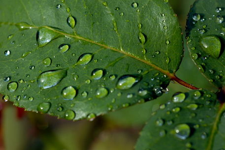Rf-droplets-leaves-rain-water-var976