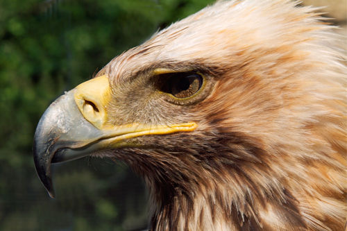 Rm-golden-eagle-predator-wildlife-ani066