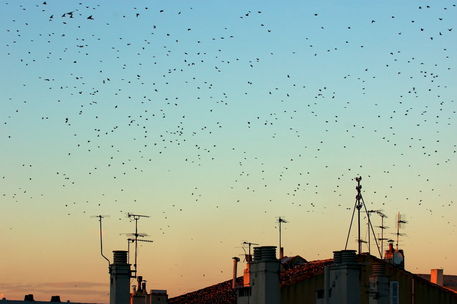 Rm-autumn-birds-flock-flying-rooftops-swallows-ani399