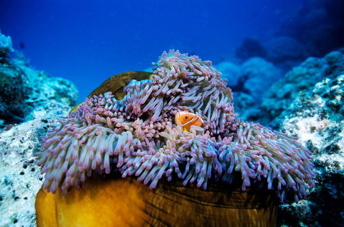Rm-anemone-clownfish-hiding-noumea-sea-sealife-nc154