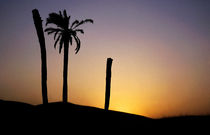 Silhouetted palm trees at sunset in the Sahara Desert by Sami Sarkis Photography
