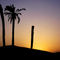 Rm-palm-sahara-desert-silhouette-sunset-tunisia-lds220