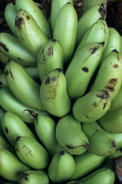 Rf-abundance-bananas-freshness-vt311