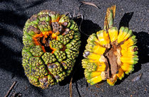 Opened pandanus fruit on the gray ash by Sami Sarkis Photography