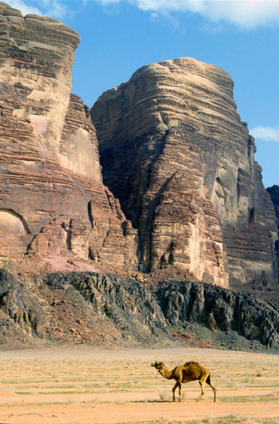Rf-camel-desert-jordan-rock-formations-cor103