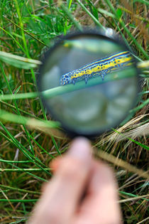 Hand with magnifying glass looking at a worm on grass by Sami Sarkis Photography