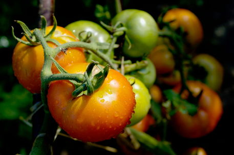 Rm-droplets-rain-tomatoes-unripe-water-var992