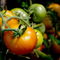 Rm-droplets-rain-tomatoes-unripe-water-var992