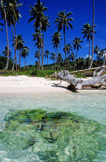 Coconut trees along Siviri Beach on the island of Efate by Sami Sarkis Photography