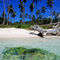 Rm-beach-palm-trees-tropical-vanuatu-vt076