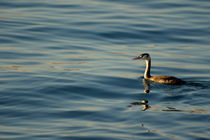 Great Crested Grebe (Podiceps cristatus) swims on the surface of a rippled lake by Sami Sarkis Photography