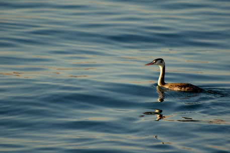 Rm-bird-great-crested-grebe-lake-rippled-ani174