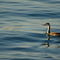 Rm-bird-great-crested-grebe-lake-rippled-ani174