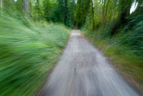Rf-active-blurry-bushes-forest-path-trees-woods-lan0048