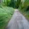 Rf-active-blurry-bushes-forest-path-trees-woods-lan0048