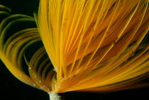 Bright yellow Feather Duster Worm (Sabella spallanzanii) von Sami Sarkis Photography