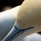 Rf-beak-france-gannet-head-portrait-seabird-ani263