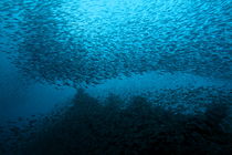 School of nose-spot cardinal fish (rhabdamia cypselura) swimming von Sami Sarkis Photography