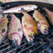 Rf-barbecue-cooking-fish-meal-trout-var271