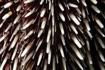 Sea urchin (Sphaerechinus granularis) with purple and white spikes. by Sami Sarkis Photography