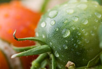 Drops on immature green tomatoe after a rain shower. by Sami Sarkis Photography