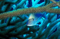Lutjan Seaperch (Lutjanus kasmira) hiding in soft coral von Sami Sarkis Photography
