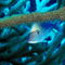 Rf-camouflage-lutjan-seaperch-underwater-uwmex105