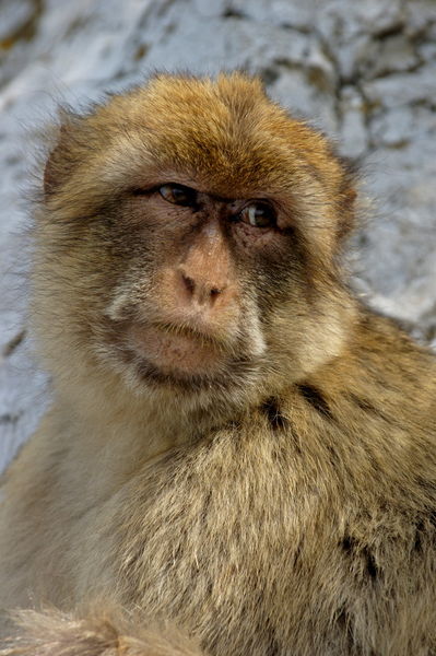 Rm-angry-gibraltar-rock-ape-wildlife-adl1433