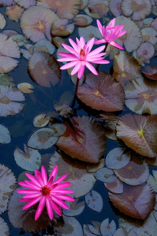 Rf-beauty-floating-pond-water-lilies-yangshuo-chn1955