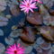 Rf-beauty-floating-pond-water-lilies-yangshuo-chn1955