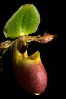 Orchid (paphiopedilum pinochio) by Sami Sarkis Photography