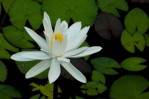 Rf-beauty-in-bloom-water-lily-white-yangshuo-chn1958