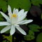 Rf-beauty-in-bloom-water-lily-white-yangshuo-chn1958