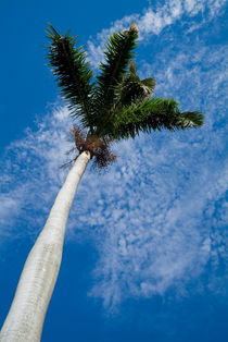 Palm tree against a cloudy sky in Havana by Sami Sarkis Photography