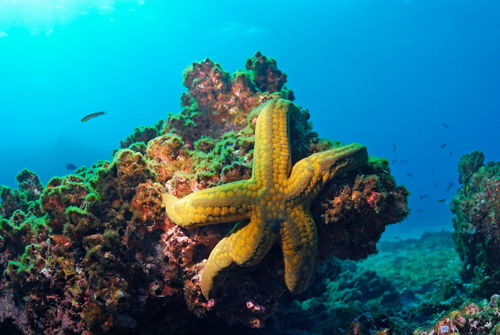 Yellow-starfish-underwater-galapagos-rm-glp-uwd4785