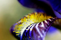 Petal of an iris in springtime. von Sami Sarkis Photography