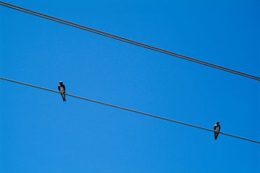 Rm-birds-cuba-electricity-perching-power-lines-cub1027