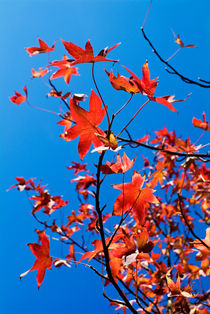 Autumn leaves on tree. von Sami Sarkis Photography